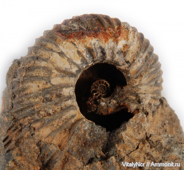 Pavlovia, Pavlovia pavlovi, Dorsoplanitidae, Dorsoplanitinae