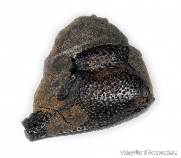 ракообразные, раки, Eryma