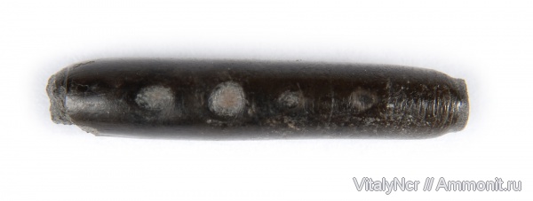 ракообразные, раки