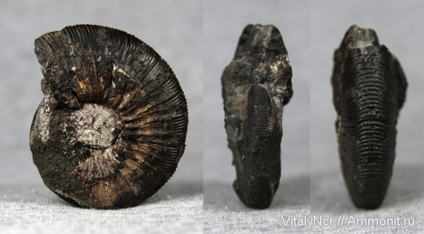 Zaraiskites, Zaraiskites zarajskensis, Virgatitidae, Virgatitinae