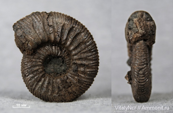 Zaraiskites, Zaraiskites scythicus, Virgatitidae, Virgatitinae