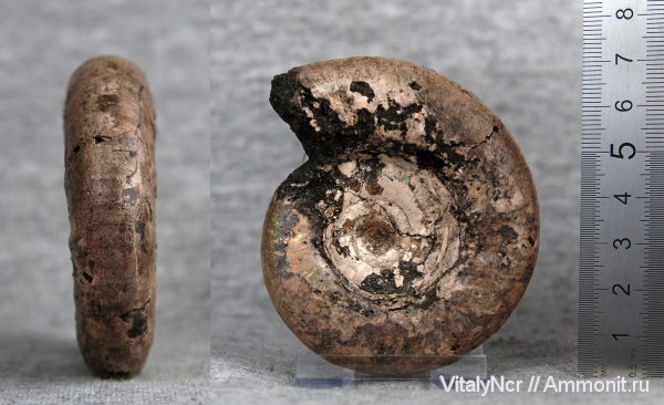 Kachpurites, Kachpurites fulgens, Volgian