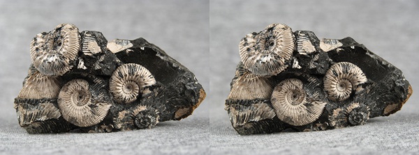 Kosmoceras, Kosmoceras jason, 3D-изображения, Reineckeia, стереофотографии, Reineckeia anceps