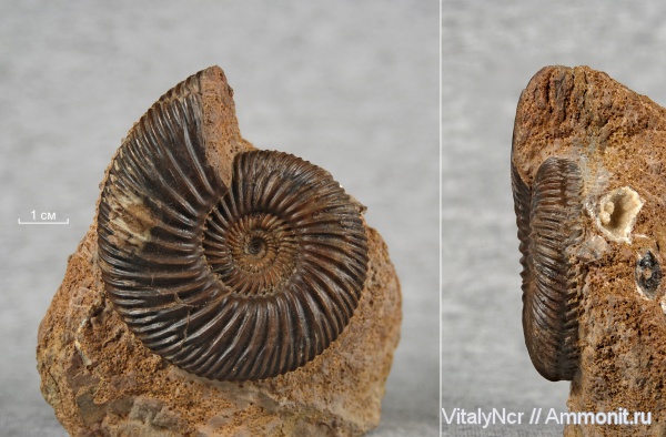 Parkinsonia, Parkinsonia parkinsoni