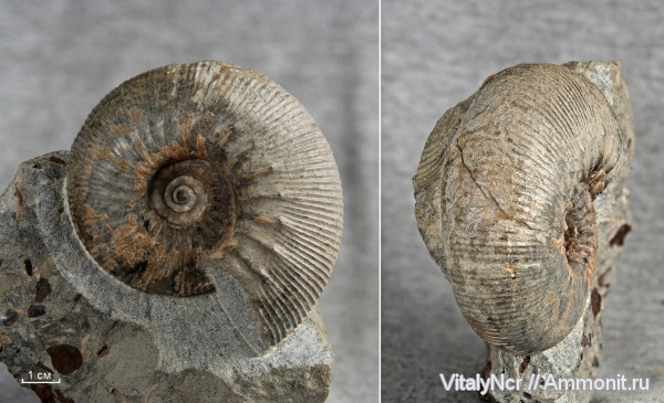 Kepplerites, Kosmoceratidae, keppleritinae