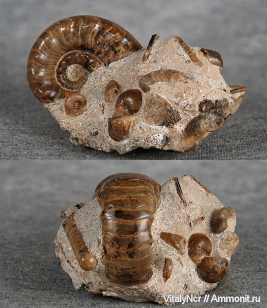 Metacoceras artiense, Metacoceras