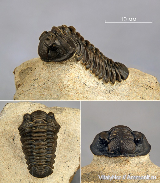 Phacopida, Acastidae, Acastoides, Acastoides zguilmensis, Phacopina