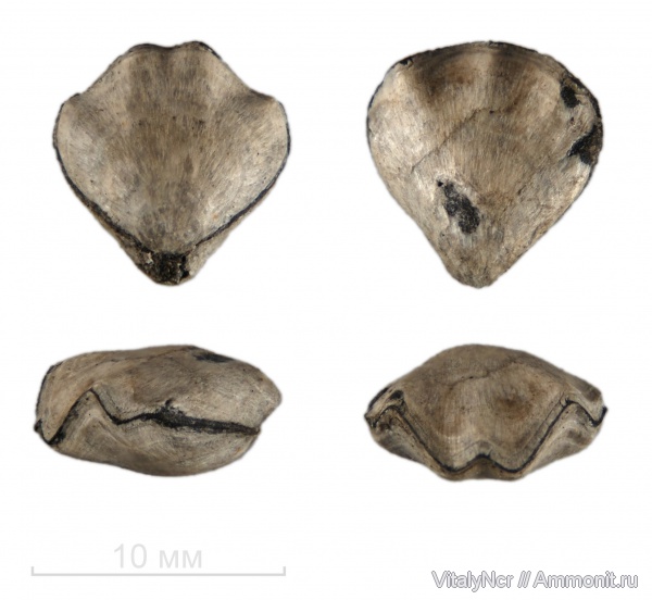 Rhynchonella, Rhynchonellida