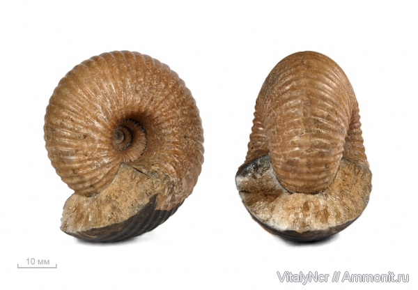 Cadoceras, Cadoceratinae, Cardioceratidae