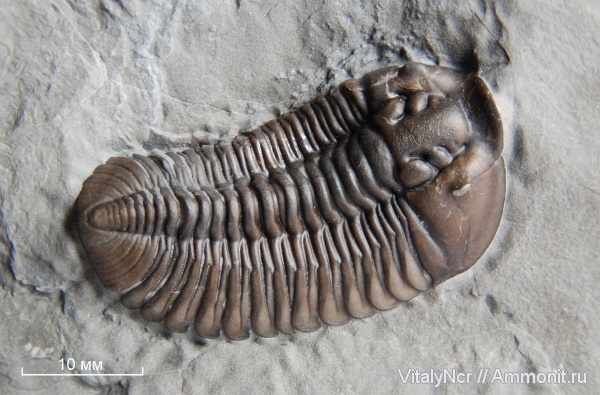 Flexicalymene, Phacopida, Calymenidae, Flexicalymene senaria, Calymenoidea, Calymenina