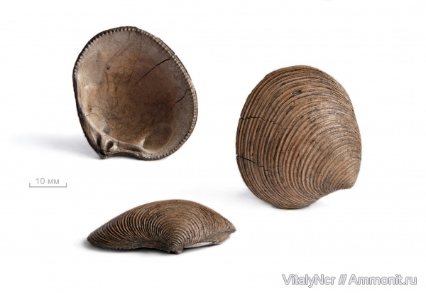 Astarte, Astarte duboisiana