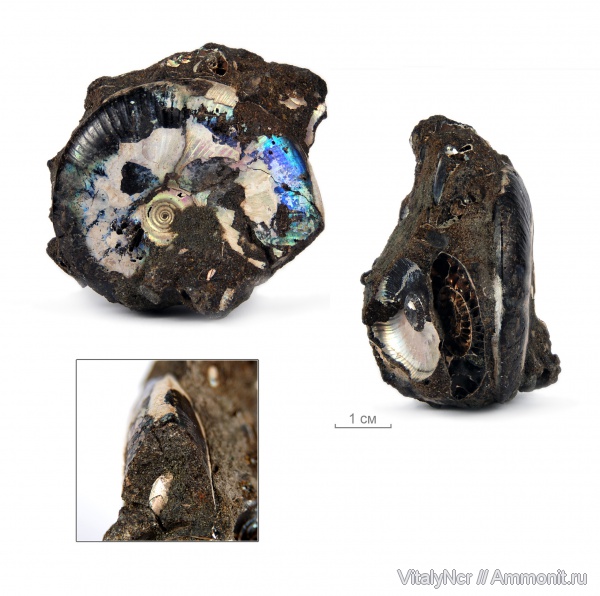 Garniericeras, Garniericeras interjectum, Craspeditidae