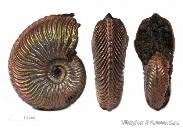 Cardioceras, Cardioceratidae