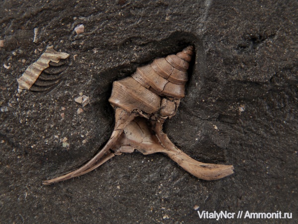 Aporrhaidae, Bicorempterus pseudopellati, Bicorempterus