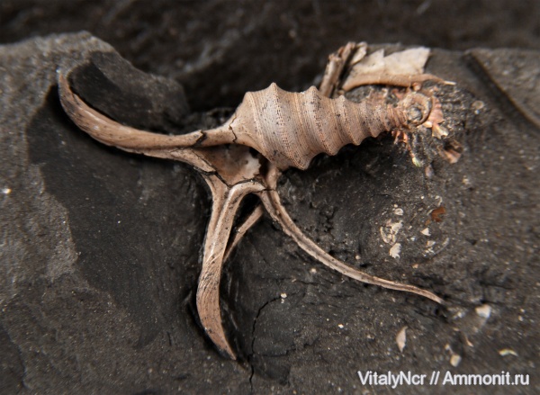Dicroloma, Aporrhaidae, Dicroloma gagnebini