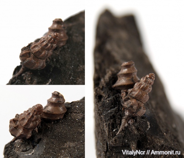 Aporrhaidae, Pietteia, Pietteia sabatieri