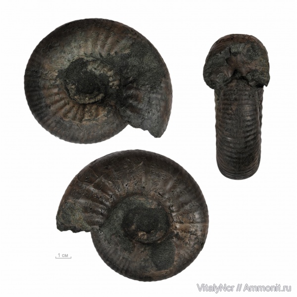 Dorsoplanites, Dorsoplanites serus, Dorsoplanitidae