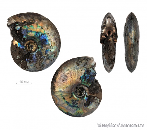 Garniericeras, Garniericeras catenulatum, Craspeditidae