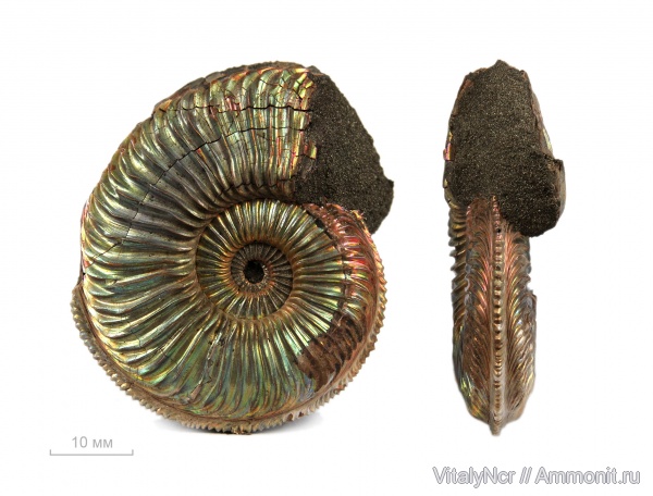 Amoeboceras, Amoeboceras alternoides, Cardioceratidae