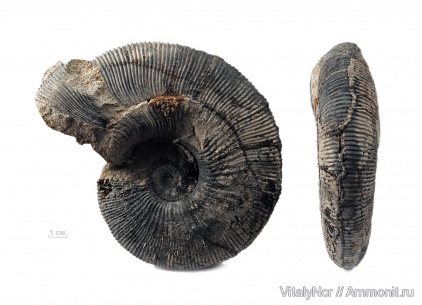 Kosmoceras, Kosmoceratidae, Kosmoceras geminatum