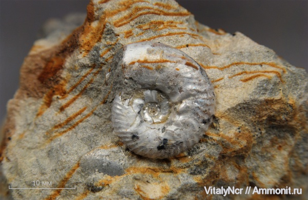 Sutneria, Aspidoceratidae, Sutneria eumela