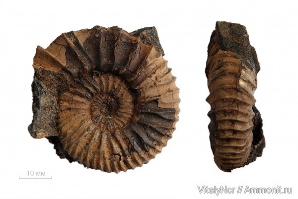 Zaraiskites, Zaraiskites michalskii, Virgatitidae