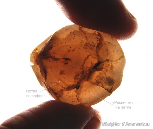 ручной аппарат, Terebratulida, brachiopod lophophore