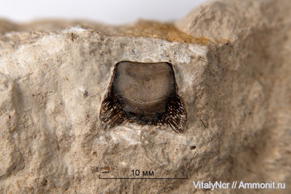 Copodontiformes, Copodus, copodus planus