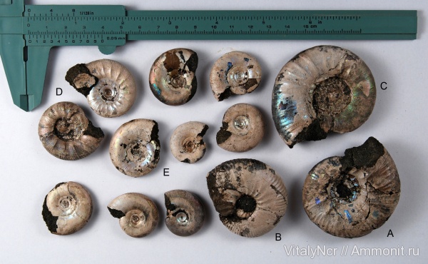 Kachpurites, Craspedites, Subcraspedites, Craspeditidae, Volgian