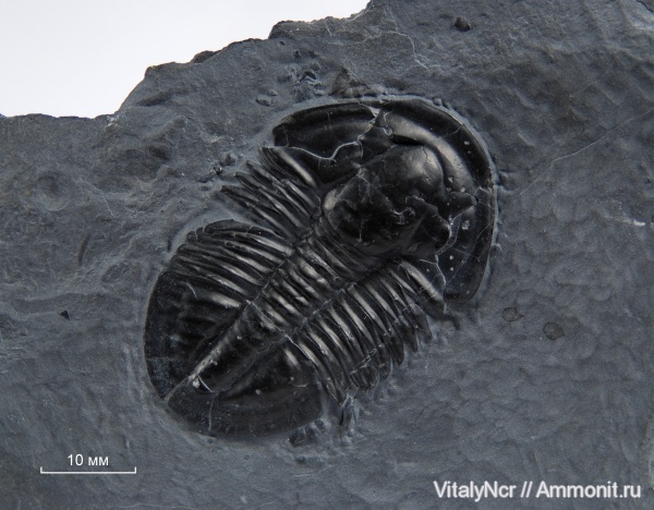 Asaphiscus wheeleri, Ptychopariida, Asaphiscus