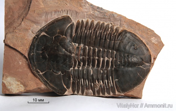 Asaphiscus wheeleri, Ptychopariida, Asaphiscus