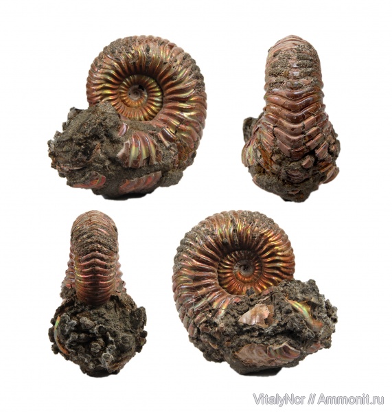 Vertumniceras, Cardioceratidae