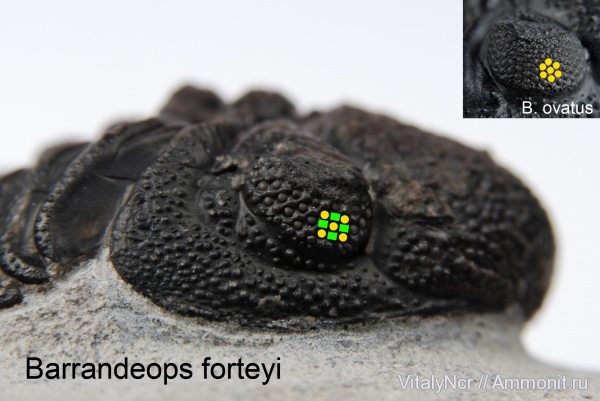 Barrandeops, Phacopida, Phacopina, Barrandeops forteyi