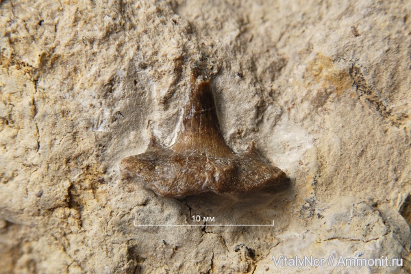 Stethacanthus, Stethacanthidae, Symmoriida