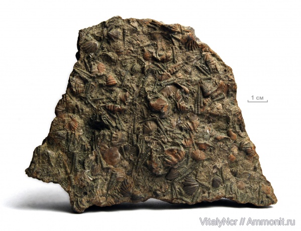 тентакулиты, Tentaculites, Tentaculita