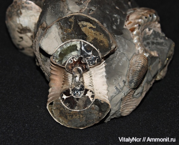 Cadoceras elatmae, поперечное сечение, Cardioceratidae, Paracadoceras, Paracadoceras elatmae, chamoussetitinae