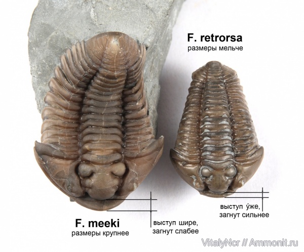 Flexicalymene, Flexicalymene meeki, flexicalymene retrorsa