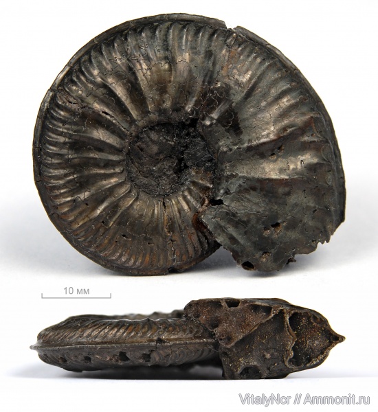 Amoeboceras, Cardioceratidae