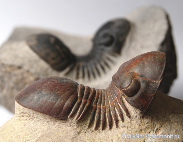 Paralejurus, Styginidae, Corynexochida