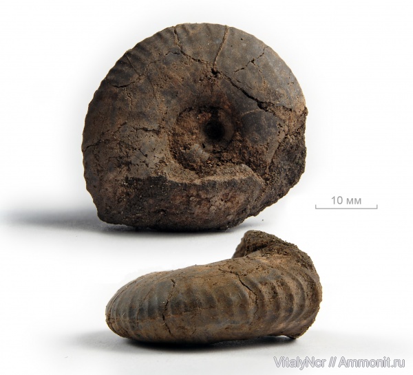 Craspedites, Craspedites ivanovi, Craspeditidae