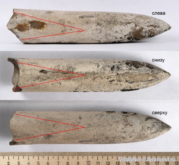 Acroteuthis, Pachyteuthis lateralis, Cylindroteuthidae, Acroteuthis lateralis, Cylindroteuthididae