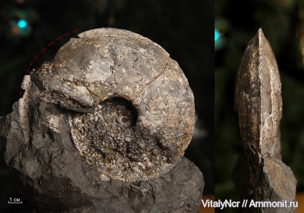 Amoeboceras, Amoeboceras serratum, Cardioceratidae