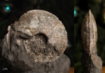 Остатки макроконха Amoeboceras cf. serratum