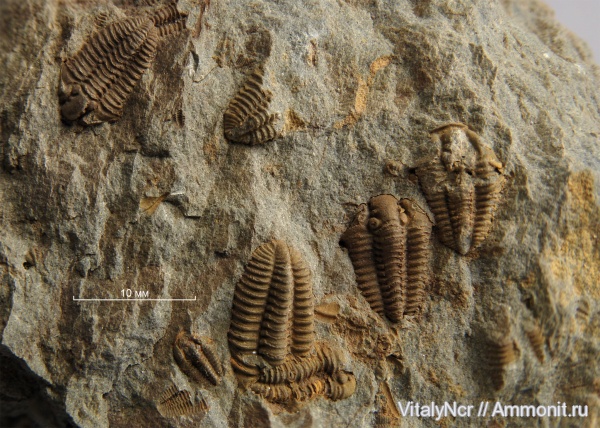 Phacopida, Calymenidae, Calymenoidea, Calymenina, Gravicalymene, Gravicalymene arcuata