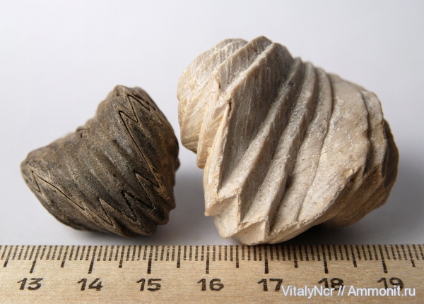 Mosquella oxyoptycha, Mosquella, Rhynchonellida, isjuminella, Isjuminella decorata