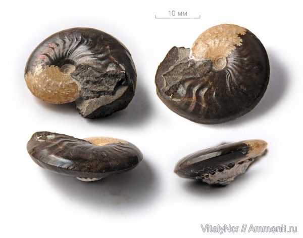 Aconeceras, Aconeceras trautscholdi, Sinzovia, Sinzovia trautscholdi, Aconeceratidae, Aptian