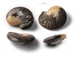 Aconeceras [Sinzovia] trautscholdi (Sinzow, 1870)
