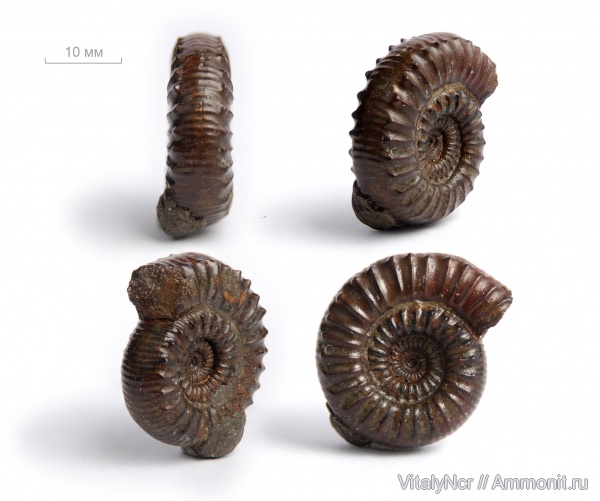 Mucrodactylites, Dactylioceratidae