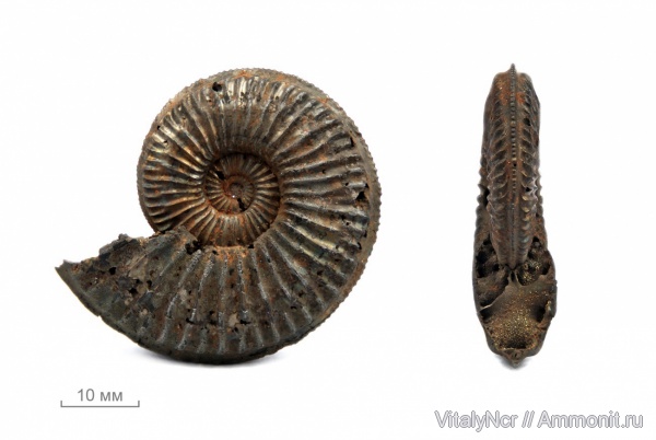 Amoeboceras, Amoeboceras serratum, Cardioceratidae