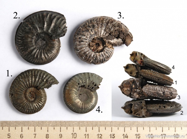 Amoeboceras, Amoeboceras serratum, Cardioceratidae, Amoeboceras koldeweyense, Amoeboceras shuravskii